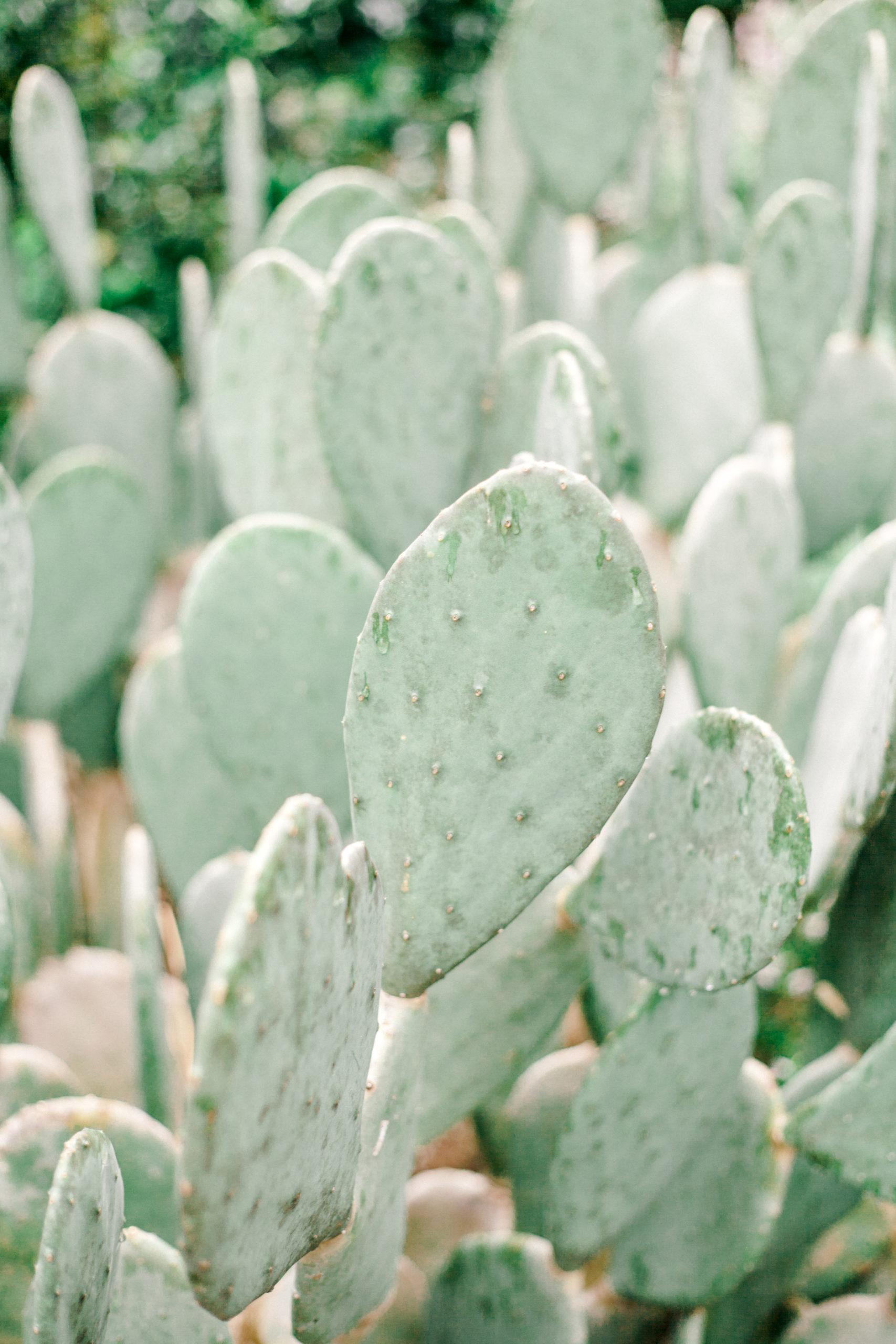 Cacti