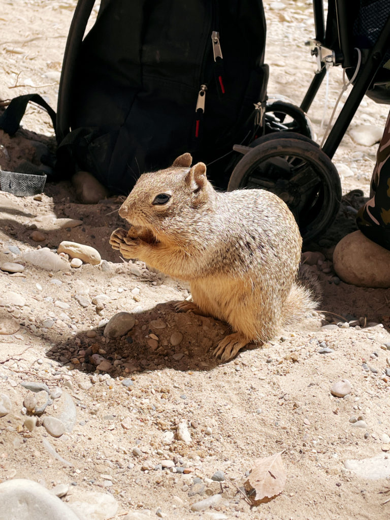 squirrels at zion